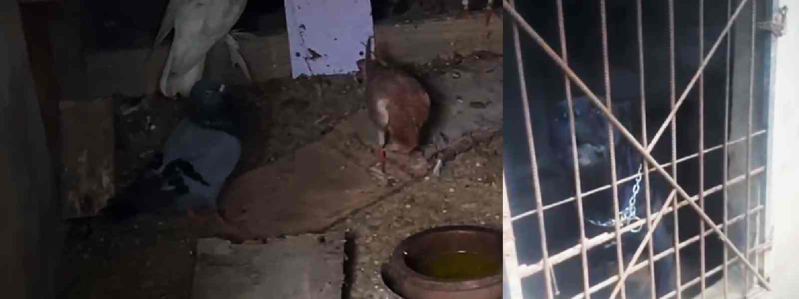 අයිස් හා හෙරොයින් සමග පිටිපන කොත්තුවා කොටු